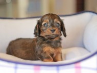 Miniature_Dachshund_3723 Miniature_Dachshund_3723