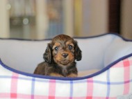Miniature_Dachshund_3727