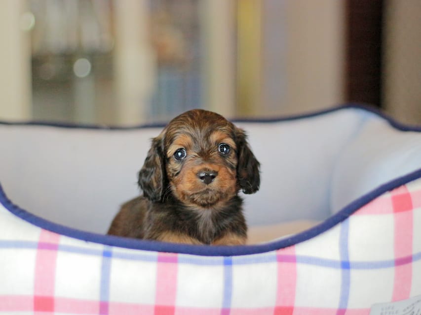 ミニチュアダックスフンド シークレット&フレディの子犬 シェーデットレッド 男の子（2）