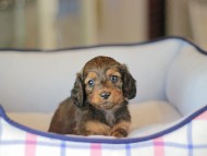 Miniature_Dachshund_3731
