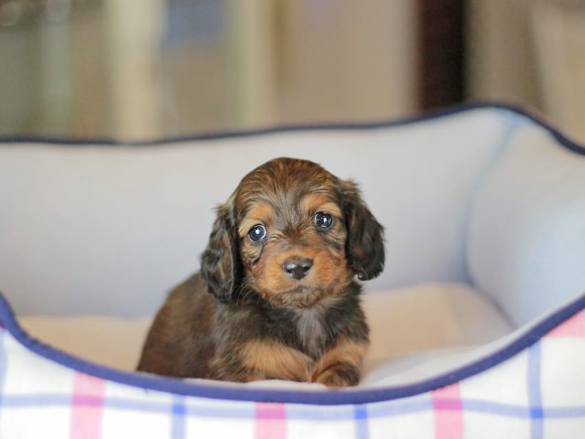 ミニチュアダックスフンド シークレット&フレディの子犬 シェーデットレッド 男の子（2）