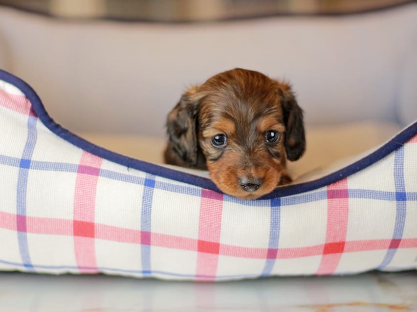 ミニチュアダックスフンド シークレット&フレディの子犬 シェーデットレッド 男の子（2）