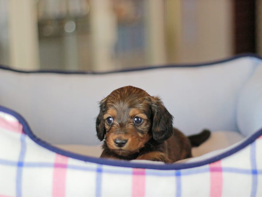 ミニチュアダックスフンド シークレット&フレディの子犬 シェーデットレッド 男の子（2）