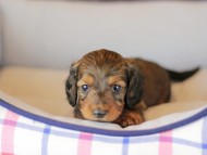 Miniature_Dachshund_3746