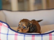 Miniature_Dachshund_3767 Miniature_Dachshund_3767