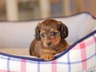 Miniature_Dachshund_3779 Miniature_Dachshund_3779