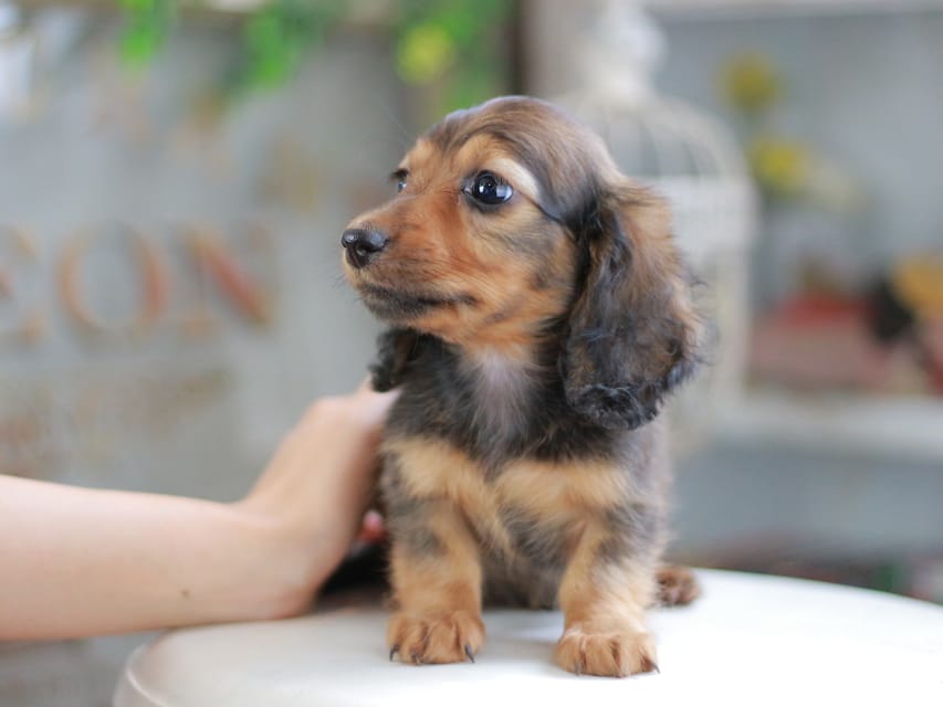 ミニチュアダックスフンド シークレット&フレディの子犬 シェーデットレッド 男の子（1）