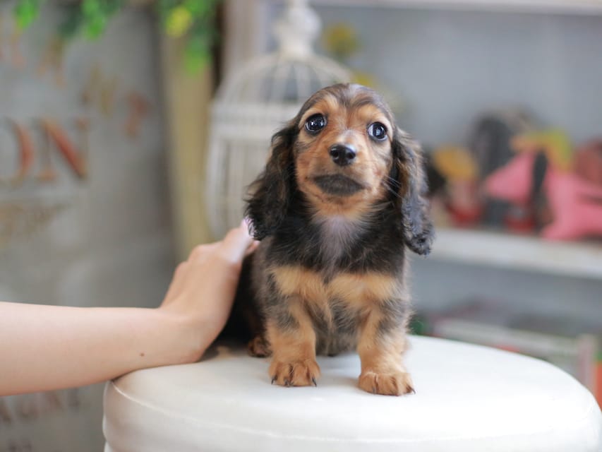 ミニチュアダックスフンド シークレット&フレディの子犬 シェーデットレッド 男の子（1）