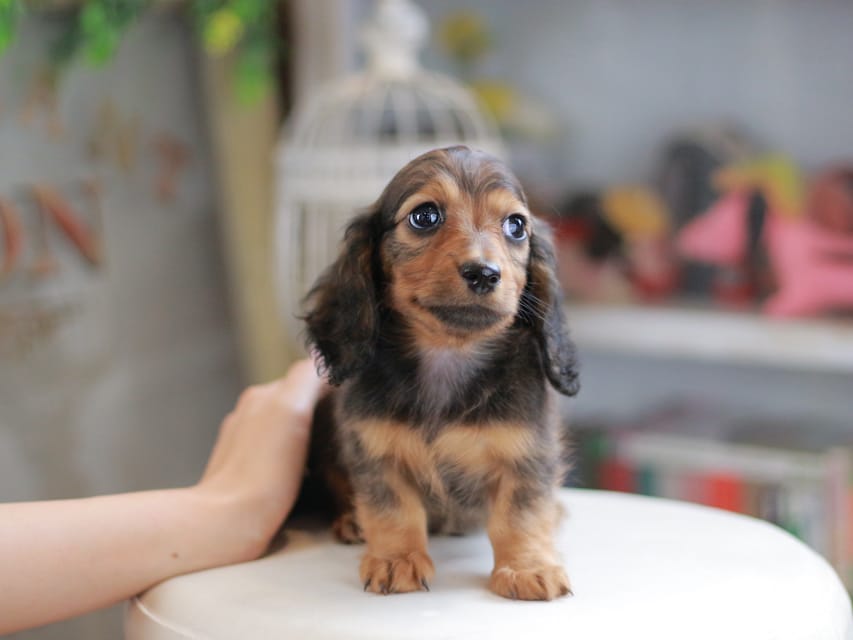 ミニチュアダックスフンド シークレット&フレディの子犬 シェーデットレッド 男の子（1）