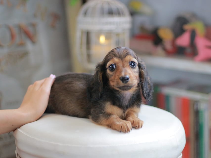 ミニチュアダックスフンド シークレット&フレディの子犬 シェーデットレッド 男の子（1）