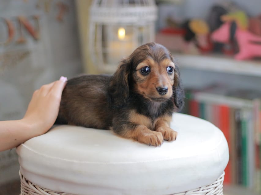 ミニチュアダックスフンド シークレット&フレディの子犬 シェーデットレッド 男の子（1）