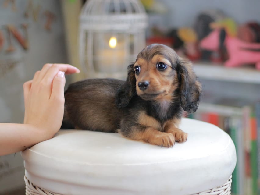 ミニチュアダックスフンド シークレット&フレディの子犬 シェーデットレッド 男の子（1）