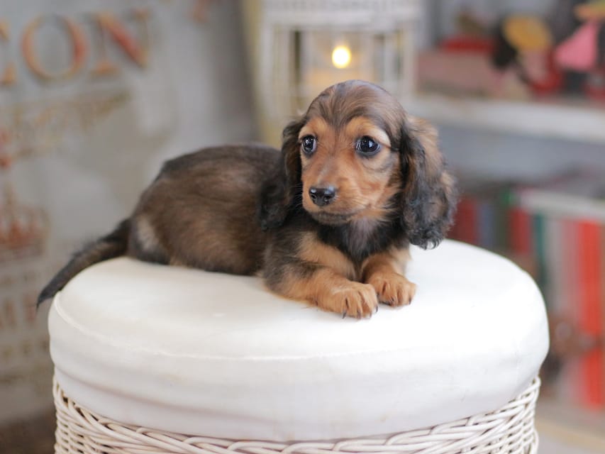 ミニチュアダックスフンド シークレット&フレディの子犬 シェーデットレッド 男の子（1）