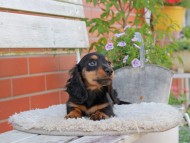 Miniature_Dachshund_4063