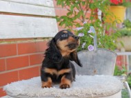 Miniature_Dachshund_4064