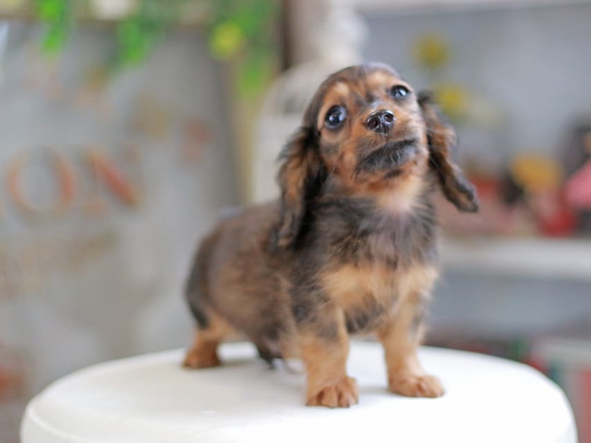 ミニチュアダックスフンド シークレット&フレディの子犬 シェーデットレッド 男の子（2）