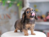 Miniature_Dachshund_4067