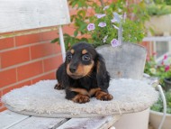 Miniature_Dachshund_4067