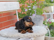 Miniature_Dachshund_4069