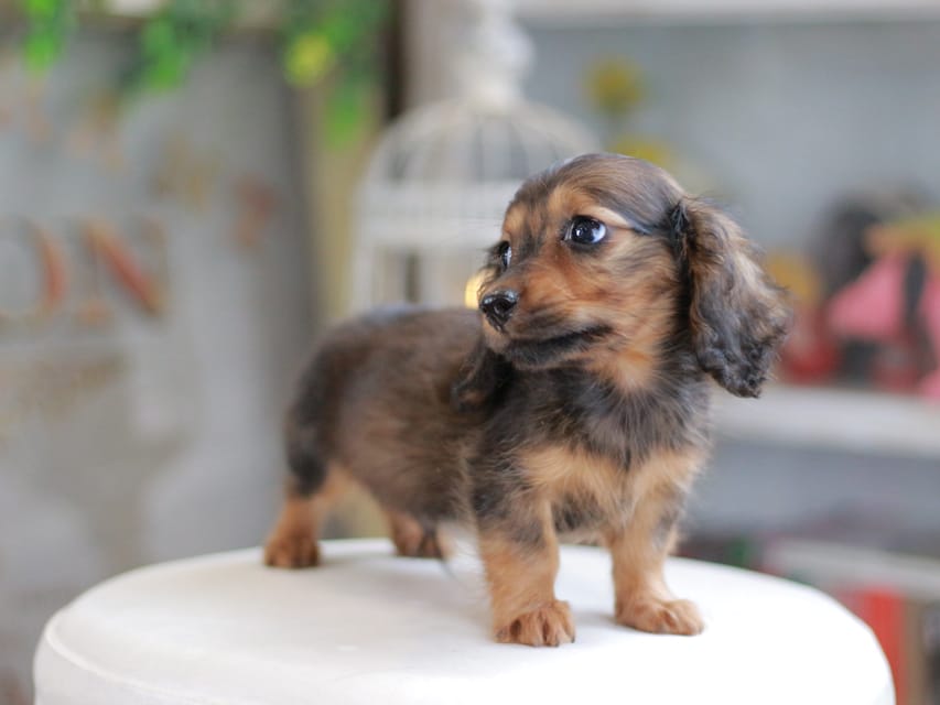 ミニチュアダックスフンド シークレット&フレディの子犬 シェーデットレッド 男の子（2）