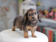 Miniature_Dachshund_4076