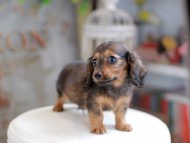 Miniature_Dachshund_4080