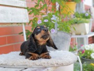 Miniature_Dachshund_4080