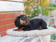 Miniature_Dachshund_4083