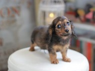Miniature_Dachshund_4088