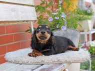 Miniature_Dachshund_4088