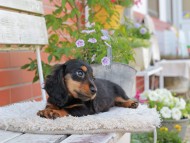 Miniature_Dachshund_4089