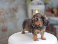 Miniature_Dachshund_4090