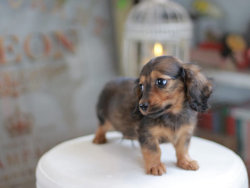 ミニチュアダックスフンド シークレット&フレディの子犬 シェーデットレッド 男の子（2）