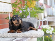 Miniature_Dachshund_4091