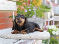 Miniature_Dachshund_4092