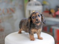 Miniature_Dachshund_4093