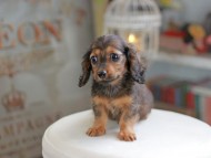 Miniature_Dachshund_4116