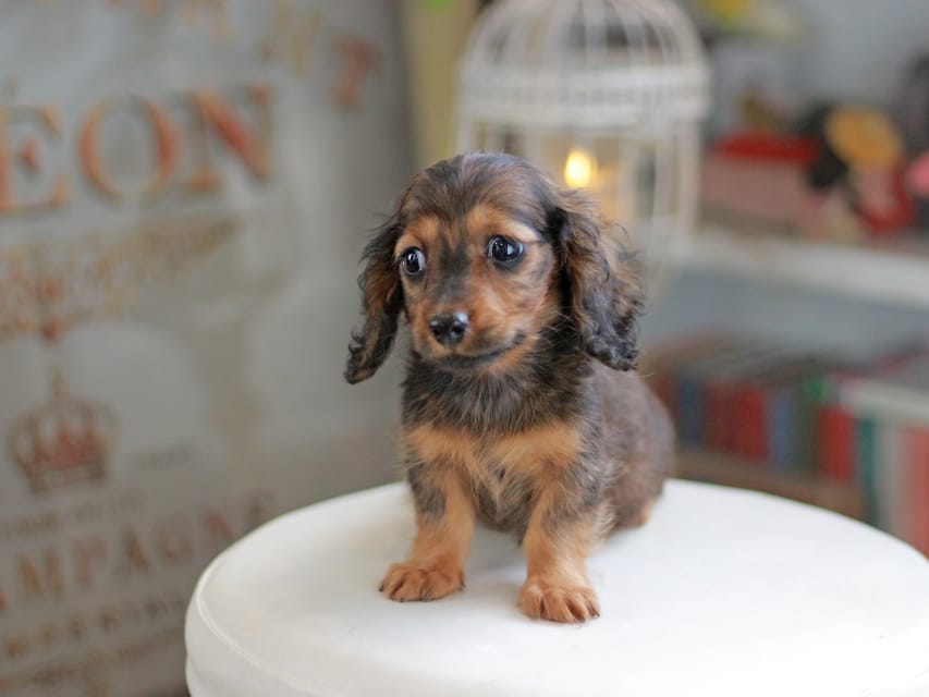 ミニチュアダックスフンド シークレット&フレディの子犬 シェーデットレッド 男の子（2）