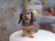 Miniature_Dachshund_4119