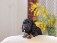 Miniature_Dachshund_4349 Miniature_Dachshund_4349