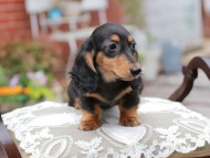 Miniature_Dachshund_4414