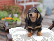 Miniature_Dachshund_4419 Miniature_Dachshund_4419