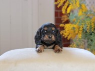 Miniature_Dachshund_4420