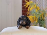 Miniature_Dachshund_4422 Miniature_Dachshund_4422