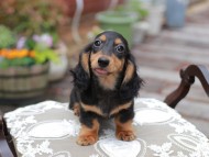 Miniature_Dachshund_4423 Miniature_Dachshund_4423