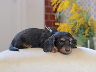 Miniature_Dachshund_4425