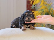 Miniature_Dachshund_4426 Miniature_Dachshund_4426