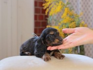 Miniature_Dachshund_4427