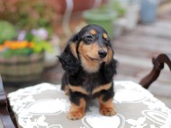 Miniature_Dachshund_4428