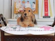 Miniature_Dachshund_4434 Miniature_Dachshund_4434